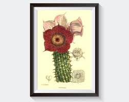 Image result for Hoodia currorii