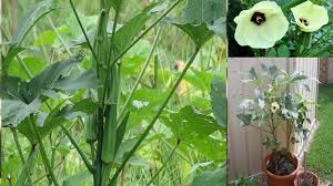 Healthy 12 plant with soil shipped. Kraft Seeds Lady Finger F1 Hybrid Seeds With 100 Gm Agropeat Plant Growth Booster Multicolour 15 Pieces Amazon In Garden Outdoors