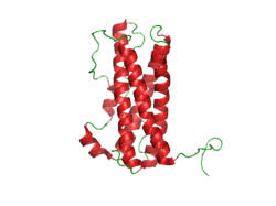 Image result for Hyperprolactinemia