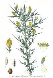 Image result for Ulex