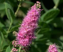 Image result for Spiraea billardii