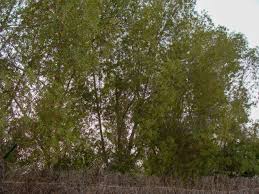 Image result for Conocarpus