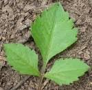 Image result for Balanites pedicellaris