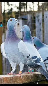 Pin By Duthilleul Camille On Pigeons Pigeon Pictures Pigeon Breeds Pet Pigeon