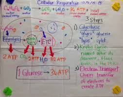 Mrs Paul Biology Cellular Respiration Glad Anchor Charts