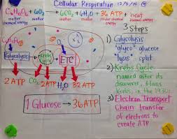 mrs paul biology cellular respiration glad anchor charts