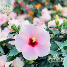 La lantana una pioggia di fiori variopinti blog di fiori. 15 Meravigliose Piante Estive Resistenti Al Sole Floricoltura Quaiato