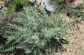 Image result for Platylepis glandulosa