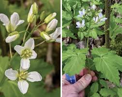 Image result for Cardamine maxima