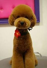 Fun Toy Poodle Haircuts Google Search Japanese Dog Grooming Toy Poodle Haircut Dog Grooming Styles