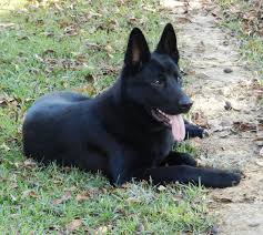 Black And Cream Colored German Shepherd Chief At 8 Months Old German Shepherd From Breeders Http Sequoyah German Shepherds Black German Shepherd Black German Shepherd Dog German Shepherd Colors
