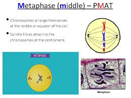 What does pmat stand for? Topic 1 6 Genetic Information Is Copied And