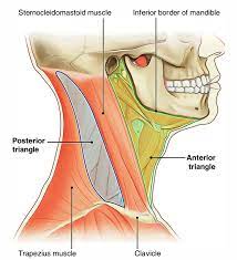 The most important requirement for healthy ligaments and muscles is steady blood flow to these tissues. Easy Notes On Neck Learn In Just 4 Minutes Earth S Lab