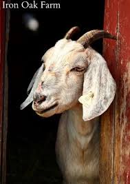 Jun 17, 2021 · ea chose him as the perfect pitch man in its teaser video released monday, and the thinly veiled messaging became clear thursday: Birthing Goat Kids Manna Pro