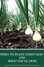 How to plant onion bulbs in garden. How To Plant Onion Sets Planting Onion Sets Planting Onions Plants