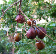 Image result for Sapindus