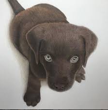 Our chocolate lab lola meeting out new macaw lucy for the first time. Original 9 X 12 Color Pencil Chocolate Lab Kimbearlys Original Drawing Original Drawing Drawings Artwork