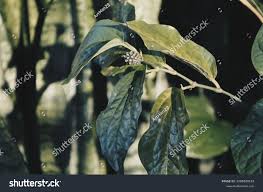 Image result for Piper capense