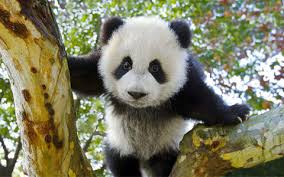 Best dining in bangkok, thailand: 12 Days Bangkok Chengdu Lhasa Everest Shanghai Tour By Flight