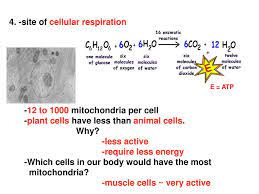 Cellular respiration takes place in the mitochondria. Structures Of Eukaryotic Cells Ppt Download