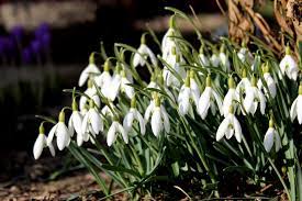 Snowdrop Flower Toronto Best Flower Wallpaper