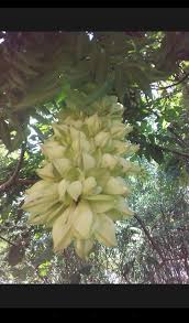 Image result for Embelia ruminata