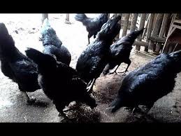 Jenis Jenis Ayam Cemani Asli Bulu