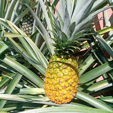 Check spelling or type a new query. Anak Pokok Nanas Md2 Nanas Manis Shopee Malaysia