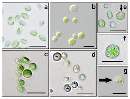 Image result for Microchloa altera