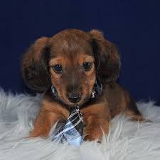 Advertise a pet for free. Dachshund Puppies For Sale In Pa Dachshund Puppy Adoptions