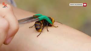 Wasp nests are made from a thin papery substance produced by chewing wood into a pulp, making it extremely flammable. Crews Vacuum Murder Hornets Out Of Washington Nest