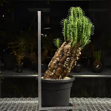 Image result for Euphorbia mlanjeana