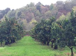 Decouverte Des Metiers De Notre Filiere A Travers La Clementine De Corse Interfel Les Fruits Et Legumes Frais