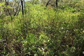 Image result for Triumfetta pilosa