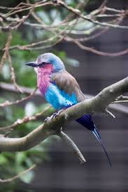 Maybe you would like to learn more about one of these? Lilac Breasted Roller Dudley Zoo And Castle