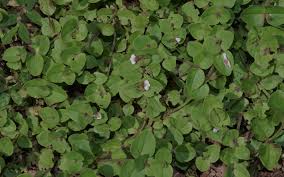 Image result for Vandellia diffusa