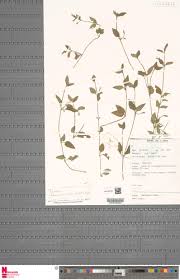 Image result for Torenia thouarsii