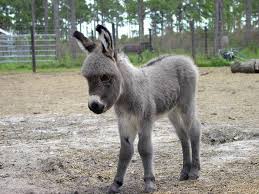 Baby Donkey Hee Haw Cute Donkey Cute Baby Animals Cute Little Animals