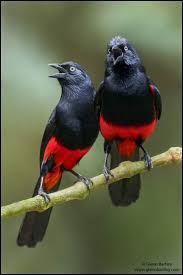 Image result for Hubbardochloa gracilis