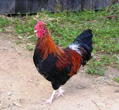 Wilbour and the breed was admitted to the american poultry association in 1904. Rhode Island Red Rooster Stock Photo Picture And Royalty Free Image Image 293171