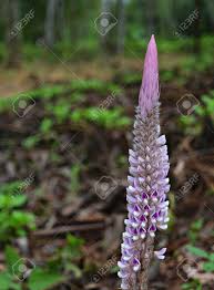 Image result for Uraria