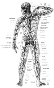 El sistema nervioso es un grupo organizado de cã©lulas especializadas del cuerpo humano para la conducciã³n de estã­mulos electroquã­micos desde receptores saberimagenes.com. Sistema Nervioso Para Colorear Sistema Nervioso