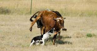 Hanging Tree X Bordercollie Pups For Sale Cattle Dogs Rule Blue Heeler Dogs Sporting Dogs