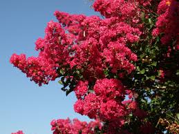 crape myrtle cultivars home garden information center