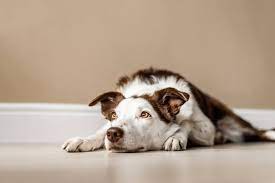Top 5 Tips Leaving Your Dog Home Alone How Long Is Ok Tractive Blog