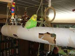 Jedoch reicht der kontakt mit uns menschen nicht aus, um die bedürfnisse der geselligen vögel zu stillen. Https Www Vogelforen De Attachments 09 12 Puenktchen07 Jpg 247685 Wellensittich Spielzeug Vogel Spielzeug Selber Gemacht Vogel Spielzeug