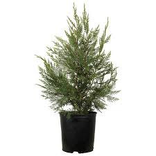 Botanic garden, july 1, 2009. Flowerwood Outdoor Live Leyland Cypres Evergreen Tree 2 5 Qt Walmart Com Walmart Com
