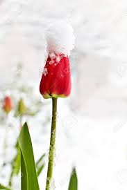 Картинки тюльпаны в снегу - 53 фото