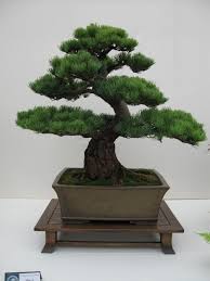 Picea mariana is looking the most delicate. 35 Latest Pinus Aristata Bonsai Seedling Pink Wool
