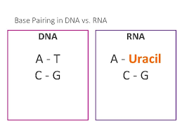 Complementary base handout in nature complementarity is the base principle of dna replication and transcription as it is a property shared between two dna or rna sequences. What Are The Couples In Complementary Base Pairing In Dna In Rna